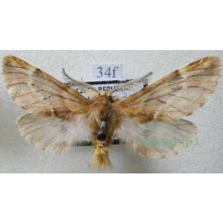 Ptilophora plumigera (Denis & Schiffermüller, 1775) male Opusznica piórówka Czech34f